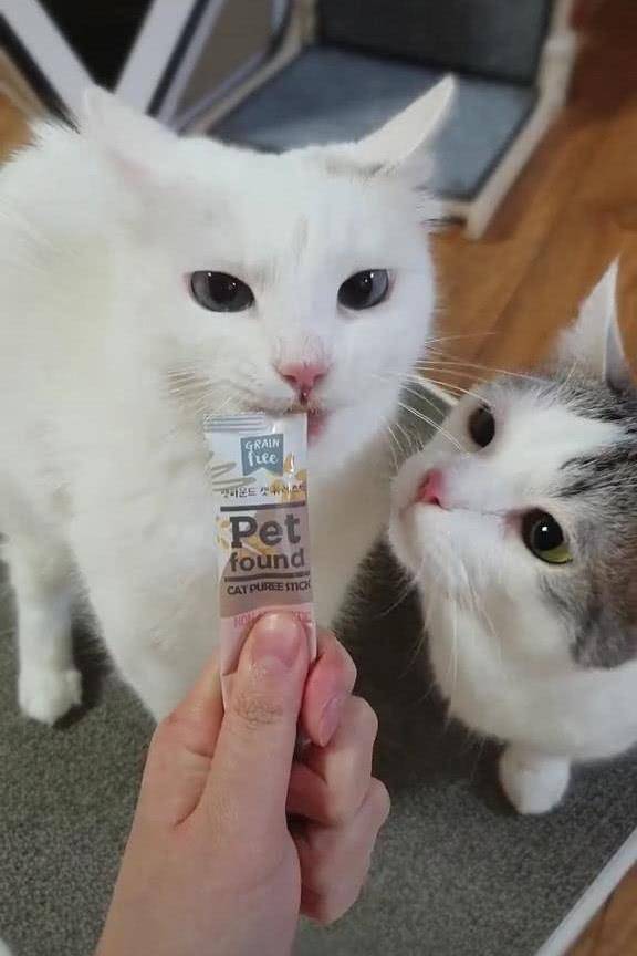 的优点|两只猫抢食物吃，接下来的动作令人笑喷，猫：哎，咬到我舌头了