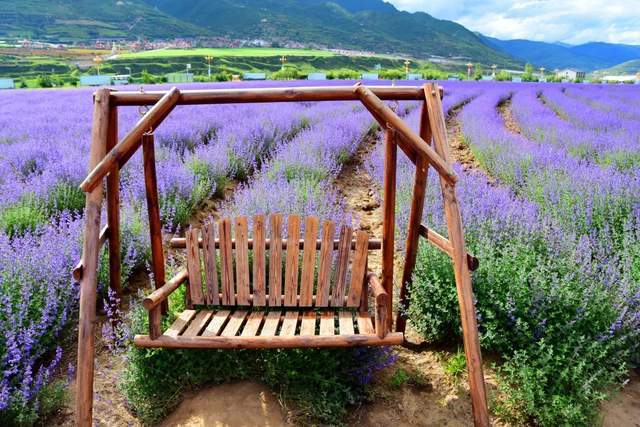 松潘薰衣草高原上的普罗旺斯