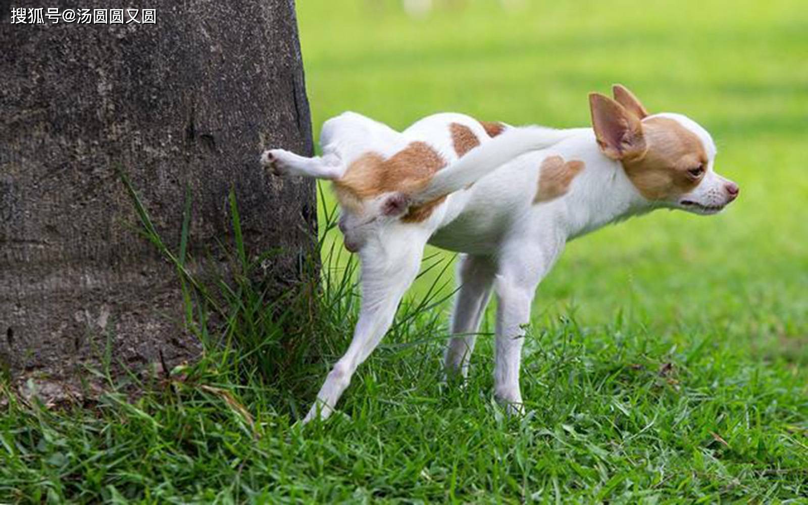 养宠小知识 犬小便出血什么原因 狗狗