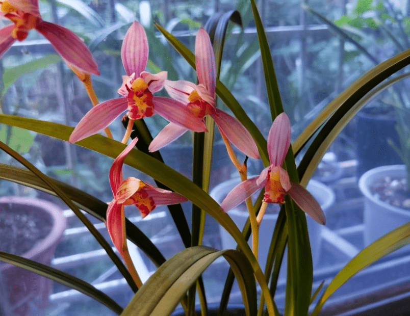 原创市长红1款被名字耽误的兰花开花勤香味浓郁