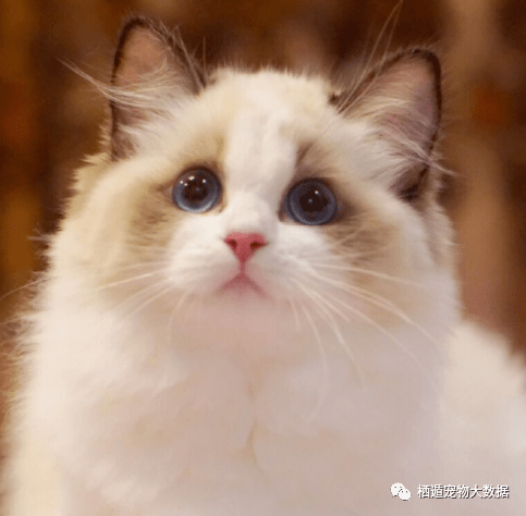 美国|猫咪食欲不振可能是他有小脾气啦!不同猫咪的性格养猫人必看!