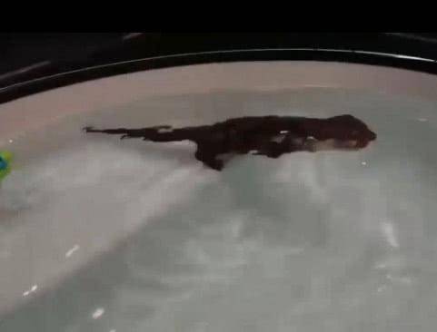 浴缸發現一隻巨型「老鼠」在游泳, 當仔細一看, 當場被它嚇哭! 萌趣萌寵 第1张