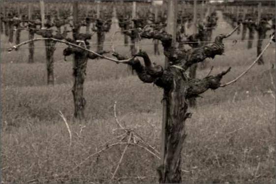 绮丽|【7.28-30 Interwine】马克斯威酒庄——美国纳帕的“谷中之谷”酒庄