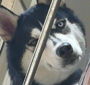 刚回到小区楼下感觉不妙,抬头一看楼上两只汪在盯着自己