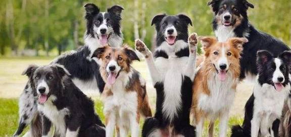 因为|关于边境牧羊犬几个“秘密”，看完很多人改观，直呼想养一只！