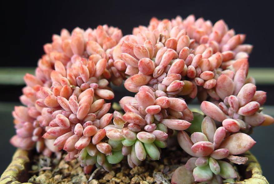 一般,因为很多花卉都是非常怕晒怕热的,比如大家都很喜欢的多肉植物