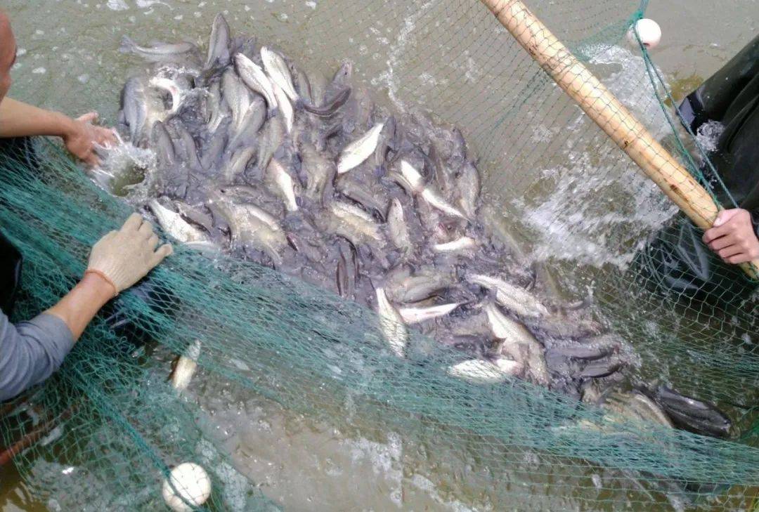 高温期"八角笼"挑战,加州鲈养殖烂身,肠炎,出血病!成王败寇,如何出招?