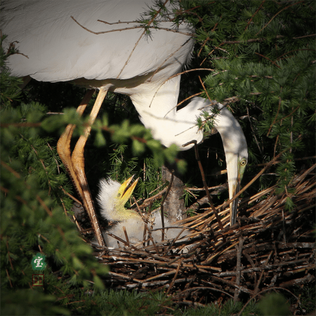 黑龙江鹤岗 白鹭成群生态佳 胡振