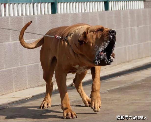 各国猛犬大全建议收藏