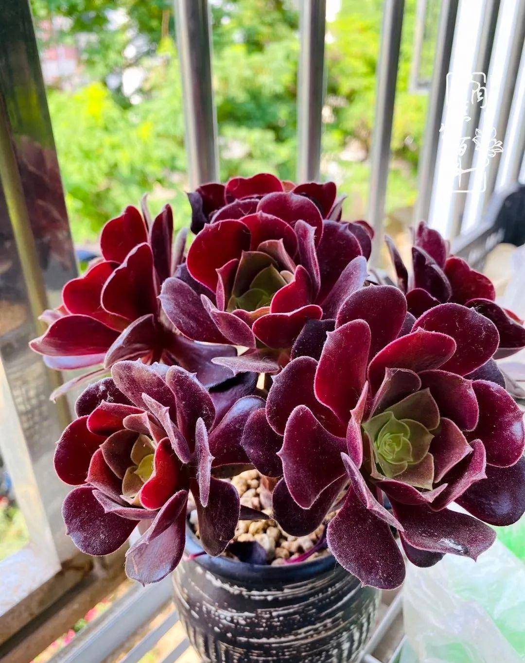 亚博app官网赞助意甲 人生如同