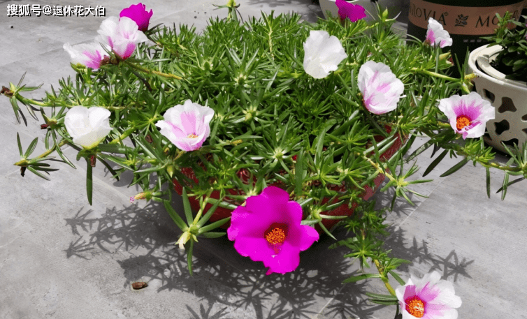 夏季养花首选 太阳花 盆栽扦插天热长得好 更易出状态 花友