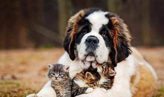 最好的狗排名_世界最好车子排名(2)