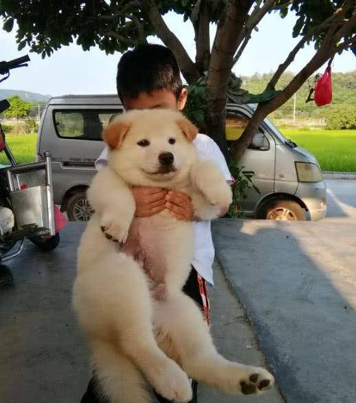 狗狗被拋棄, 主人稱養土狗沒面子, 男孩抱回家後把它當個寶! 萌趣萌寵 第3张
