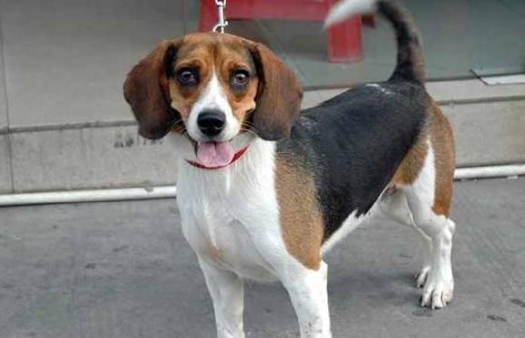 最好的狗排名_世界最好车子排名(2)