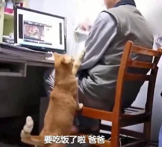 男主人沉迷看劇, 貓咪拍他手臂提醒: 到點吃飯啦, 被無視後表情亮了! 萌趣萌寵 第1张