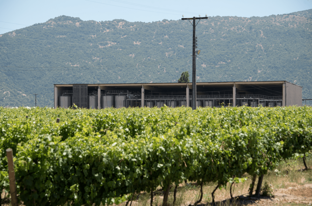 Wines|Wines of Chile明星阵容亮相Wine to Asia 2021,呈现智利魅力!