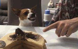 观点评论|狗子贪吃能无耻到什么程度？就算被抓包，也要往嘴里塞最后一口