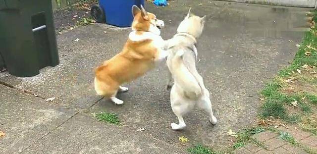 智商|哈士奇约柯基打架, 结局居然大反转, 主人笑的直不起腰