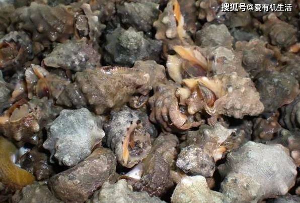涨知识了!这些螺类海鲜大全,看看你能叫得出几个?_软体动物