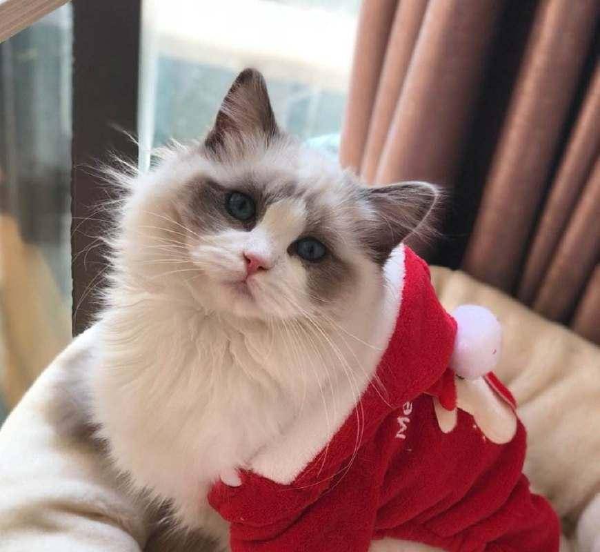 因为|柯基咬住布偶猫的尾巴, 大哥你知道你这一口值多少钱吗