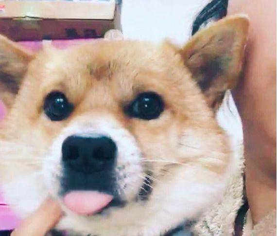 因为|半年前带回家的这只病狗, 已经成了我伤心时最温馨的守护者