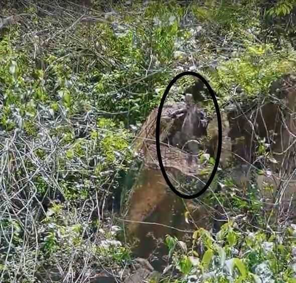 我国也有巨蜥 消失十余年的五爪金龙又现身 能爬树会游泳善打斗 龙陵县