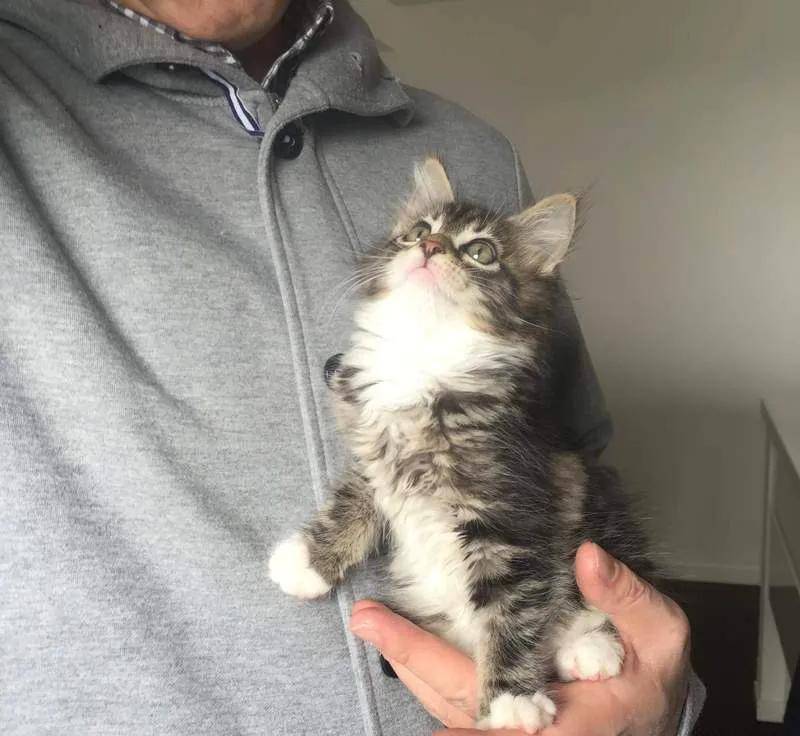 Yoboxxx鸭脖娱乐app 猫咪的成长变化反差