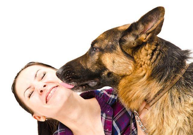 犯错|狗狗舔你就是因为“爱你”吗？其实原因，还可能是这5点