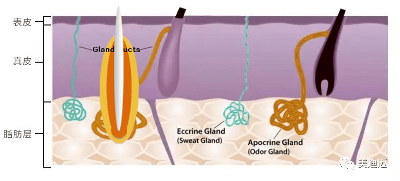 治疗|轻松一招|拒做女“汗”子，拯救夏日尴尬