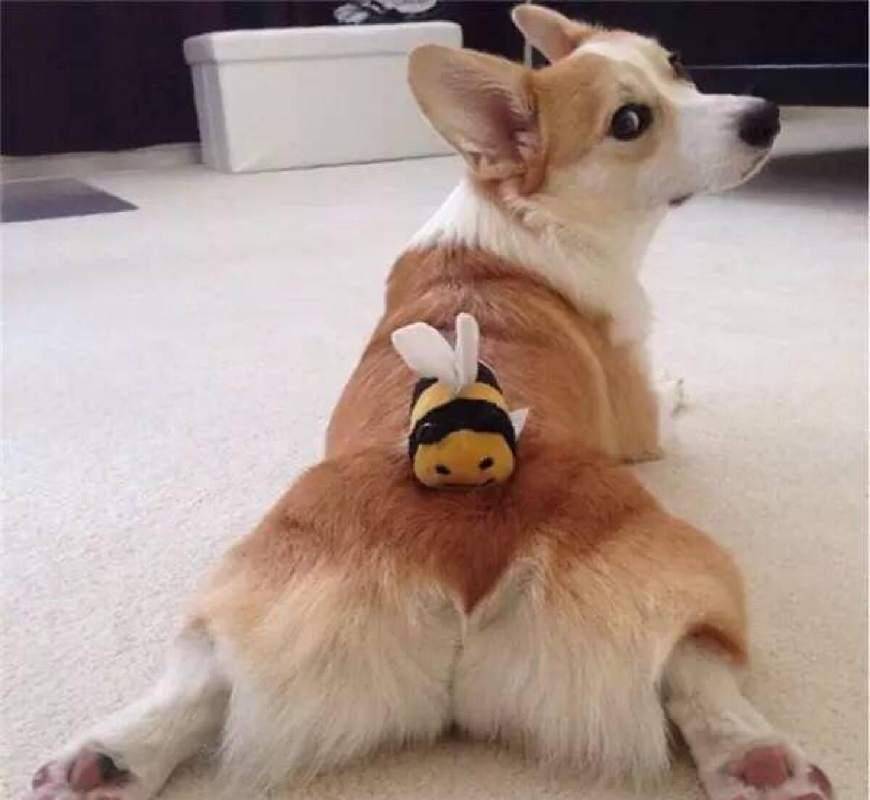 因为|柯基咬住布偶猫的尾巴, 大哥你知道你这一口值多少钱吗