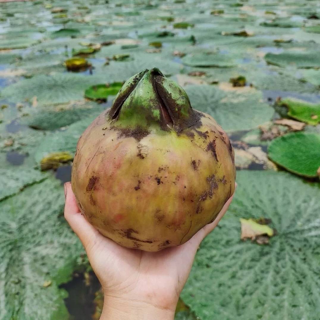 原创作为一名养生少女想跟大家分享售价逾100元一斤的水八仙