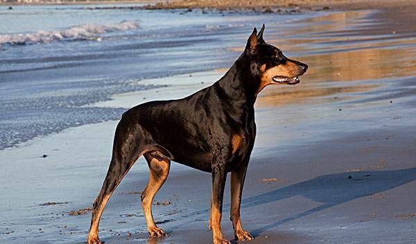 立耳教程狗狗 f683e44e663047ffb2c9eef5c05d5f65.jpeg