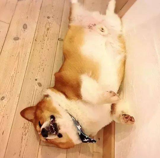 网友|柯基爬山总被台阶卡住，主人只能拎着爬，后悔带上小短腿！