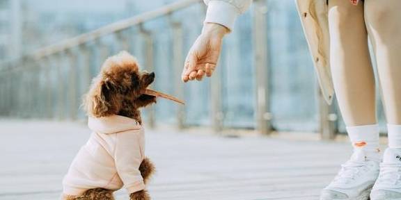 事情|能让“泰迪犬”开心的七件事，建议宠主常做