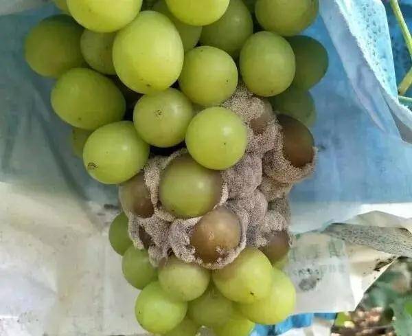 葡萄转色成熟期,谨防果实杀手"灰霉病"