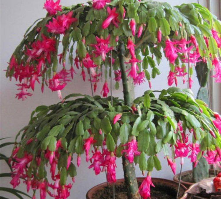 什么季节嫁接蟹爪兰成活率最高 462382e603ea4ae899f94211863b890d.jpeg