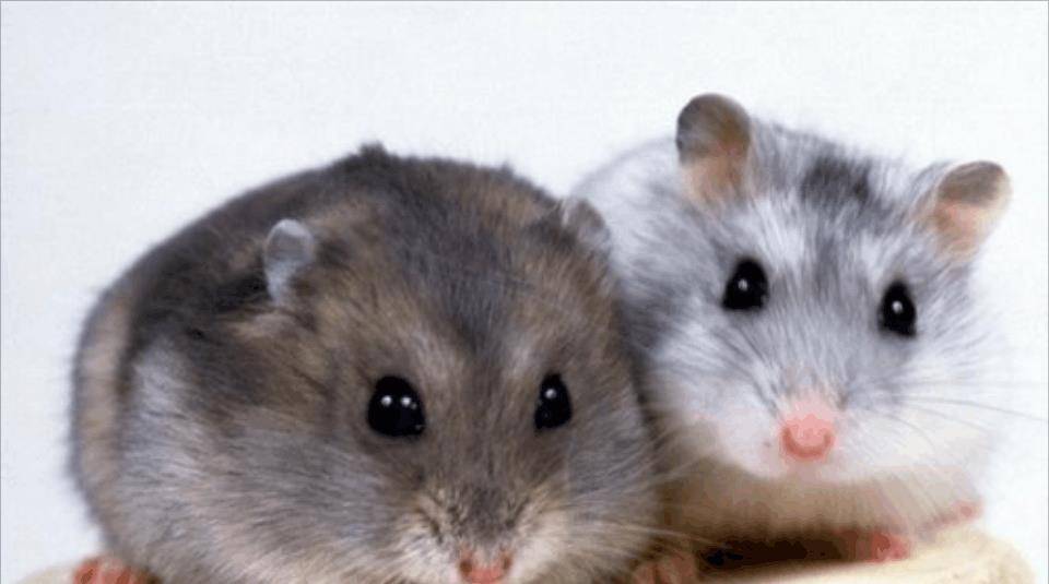 龙猫|想喂养宠物龙猫的人们, 来看看哪些食物可以喂它们吧