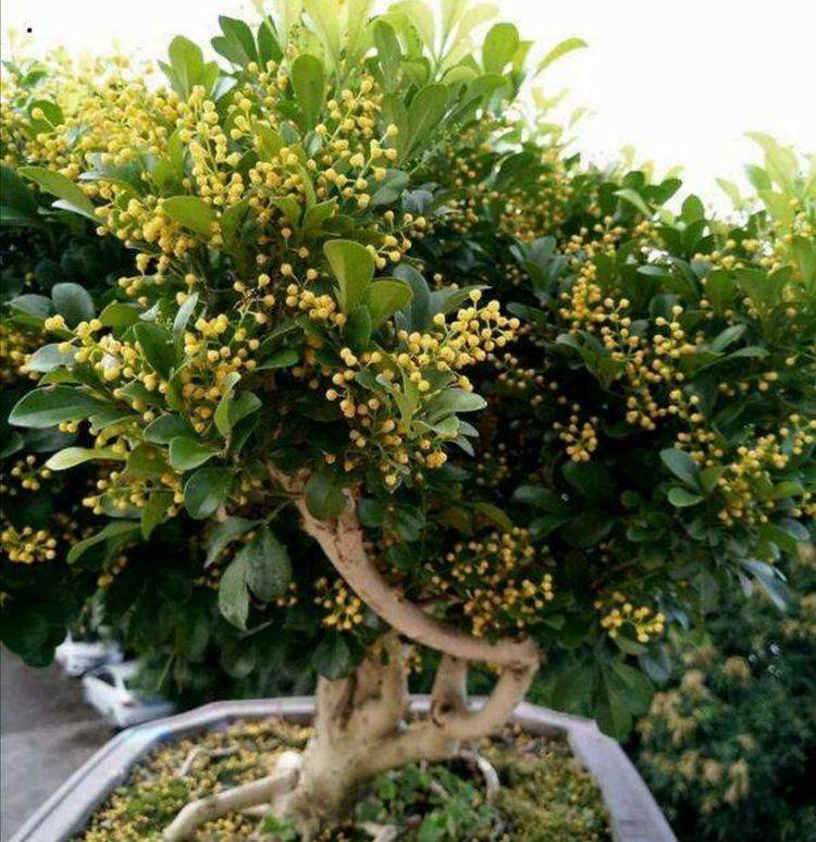 养米兰花,秋天做好5点养护,持续开花到深秋_植株