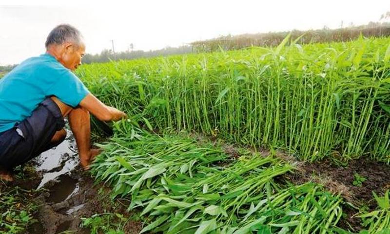 什么时间种植空心菜 9a6078855bf449e8b60b62d1dcce87f4.jpeg