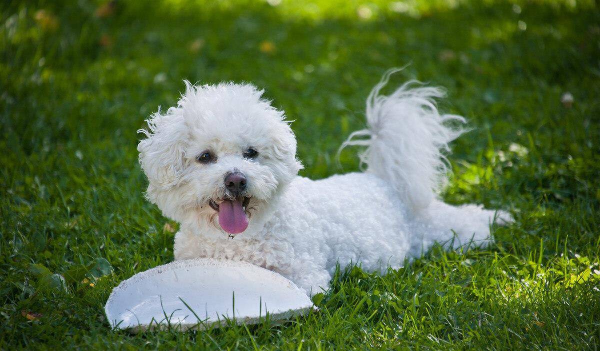 因为|为什么不建议你养比熊犬?这5个缺点,你能忍受几个