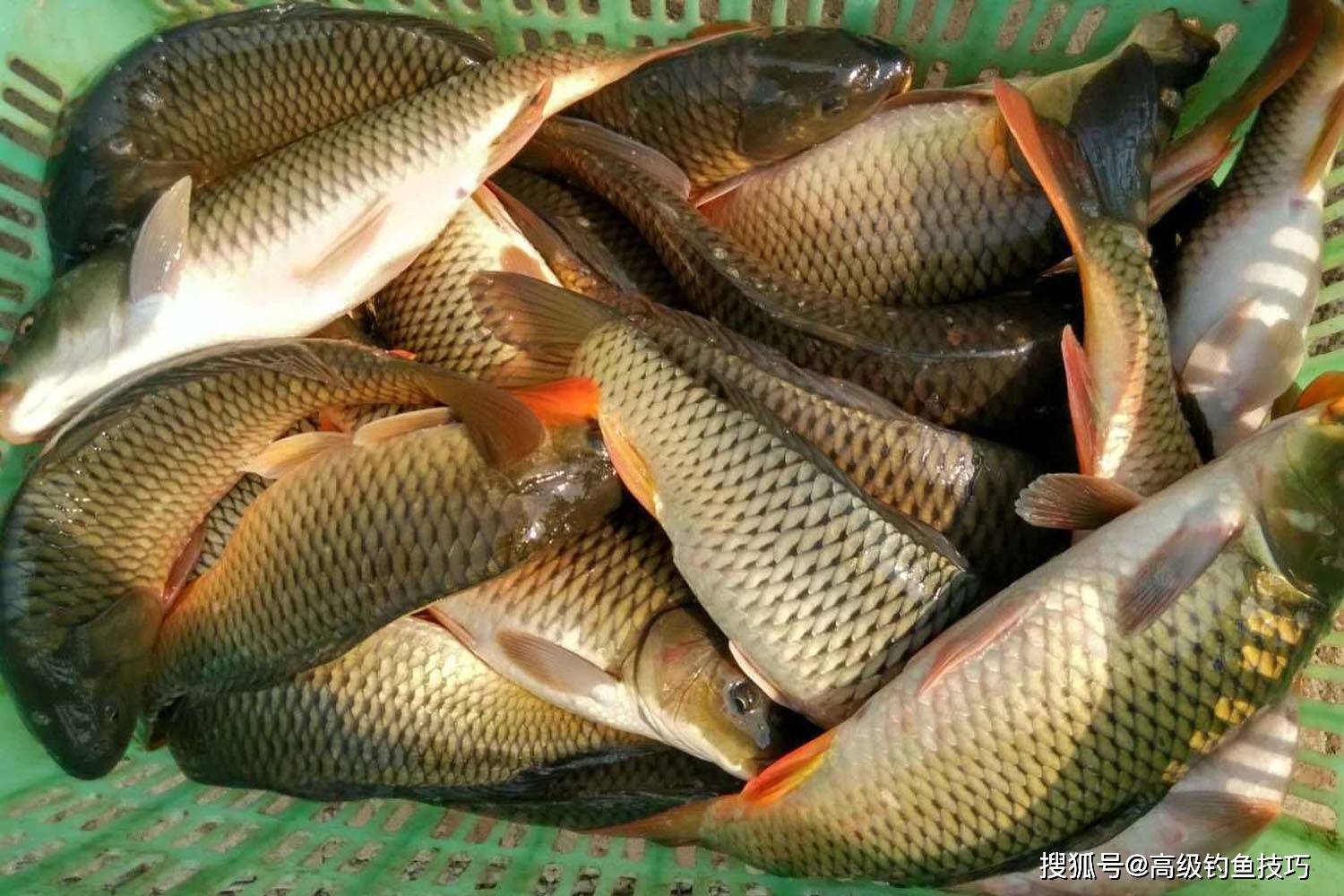 大部分淡水鱼类不吃苦辣咸的食物,但是喜欢吃酸甜的食物,尤其是在夏季