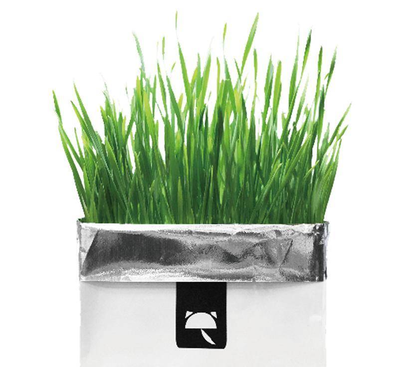 麦草|想让猫咪开心, 猫零食不可或缺!