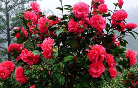 开花最大的茶花品种是 0be8918f9e4f4664aa8d0727710de647.jpeg