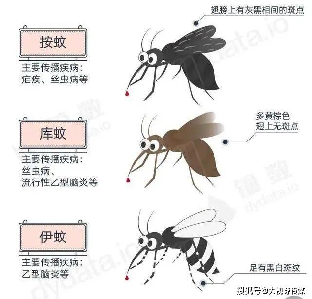 主要是伊蚊;●19点~23点和凌晨2点~4点 叮咬人的蚊子主要是淡色库蚊