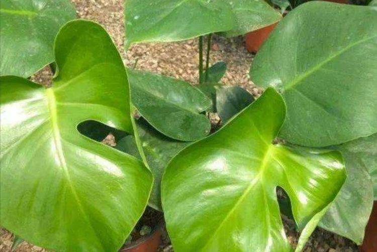 龟背竹怎么浇水施肥 61b1d297ef3541babdeb8aa241622608.jpeg