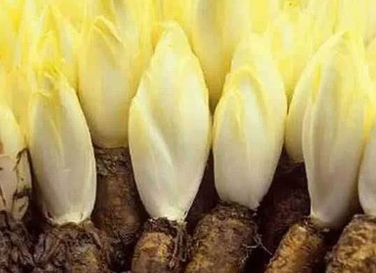 血糖|它是糖尿病的“克星”！天然“胰岛素”，降血糖！