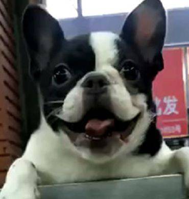 毛孩|逛宠物店看见一只小斗牛,不停蹦跶,脚下竟是柯基的帅脸!