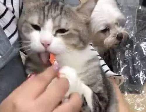 因为|猫咪生气会有哪些表现?怎么才能把它哄好?