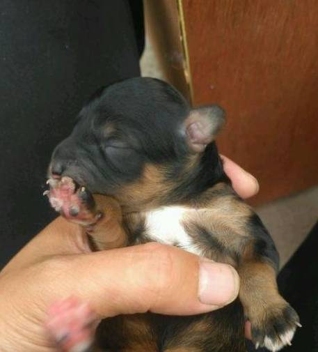 如何给狗狗做一个小窝 b1cc701104ae4219aa62331384e56014.jpeg