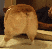 图片|柯基有三宝, 短腿、翘臀和扭腰!